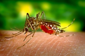 zanzare malaria